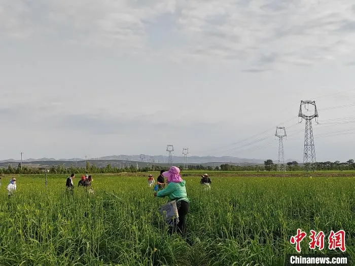 8日，山西省大同市云州区下榆涧村黄花标准化种植基地，大片黄花迎来丰收季。　高雨晴 摄