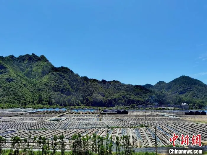 木黄镇的食用菌基地。　周燕玲 摄