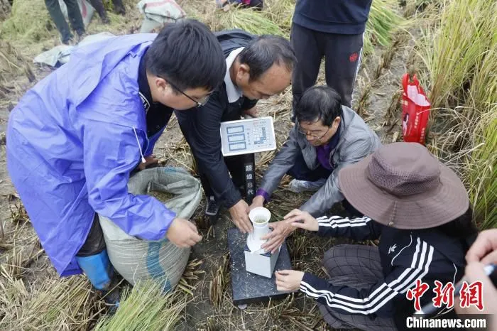 图为当地村民和工作人员在田间进行测产验收。　李嘉娴 摄