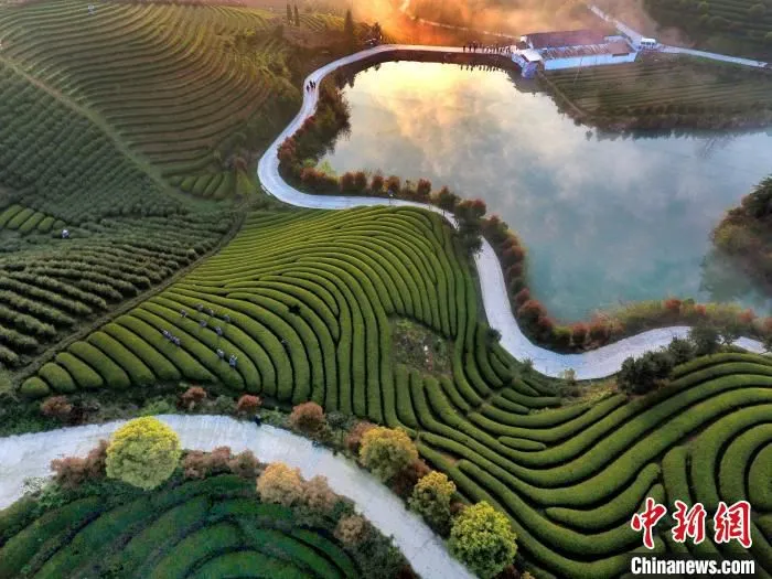 武义茶园。　张建成 摄