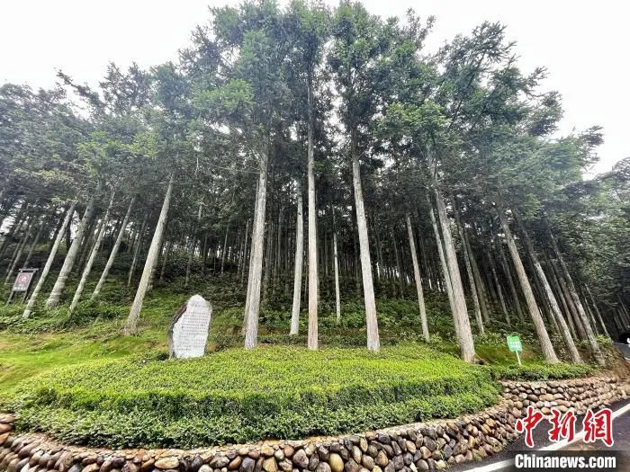 后洋村黄振芳家庭林场绿树成荫。　吕巧琴 摄