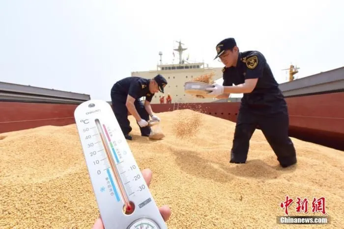 资料图：海关人员对停泊于烟台港检疫锚地的“公主雅典娜”轮上的输华大豆进行感官检疫。 曲彦霖 摄