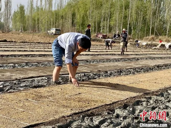 金华援疆人才、金华市农业技术推广站副站长薛占奎在育秧现场检查育秧软盘上的新品种水稻种子密度。　余菡 摄
