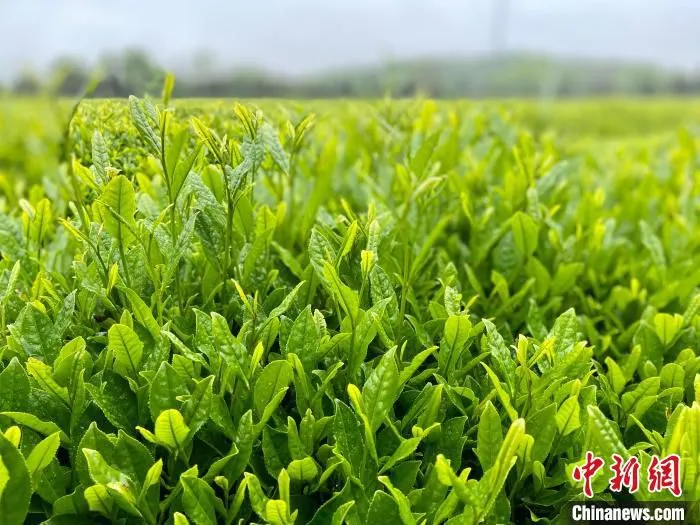 龙井茶基地。　项菁 摄