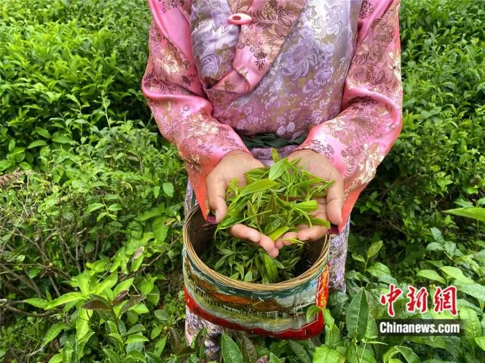 藏族姑娘展示采来的茶叶，一斤可以换回20元。彭宁铃 摄