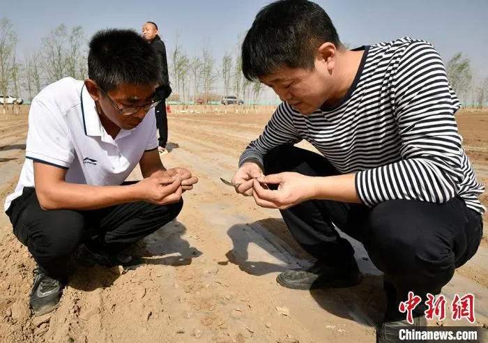 查看点种情况。　李芸 摄