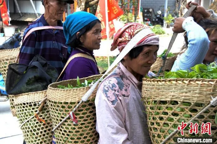 图为贺开村村民将成筐的春茶鲜叶售卖到当地茶企。　罗婕 摄