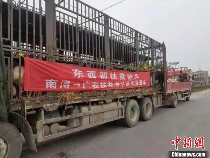 扶贫湖羊进川直通车 练市镇供图