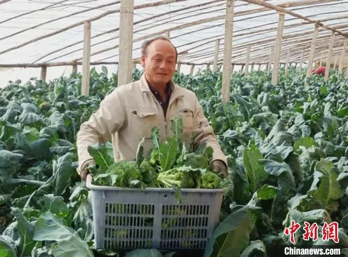 二十九团八连夏炳忠种植大棚蔬菜已有14年。　党淑娟 摄