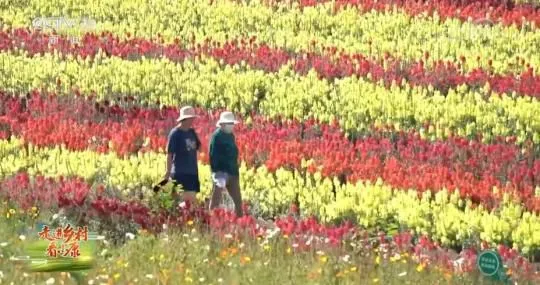 【走进乡村看小康】青海西宁花海香四溢、旅游富农家 有力推动乡村振兴