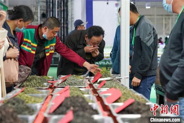 消费者在哈尔滨春季茶博会选购茶叶 吕品 摄