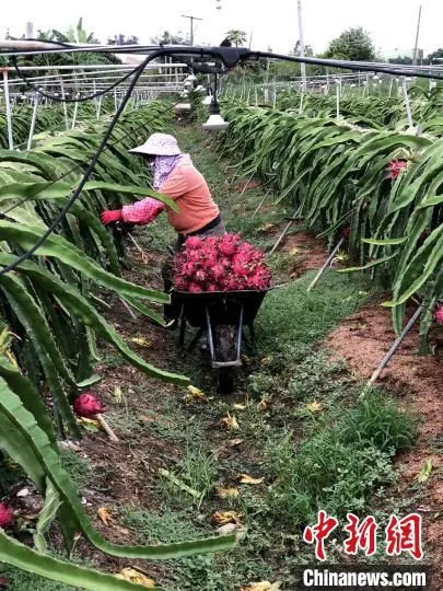 大宅村民收成火龙果。　吴如宇 摄