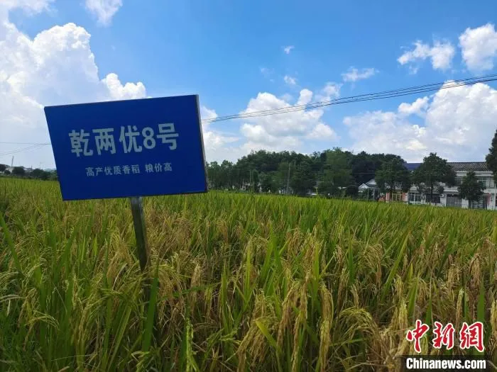 湘丰村新型农民采用新技术种植的水稻。　唐小晴 摄