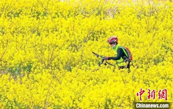 山西发布“游山西·读历史：山河春意”十大春日花季主题打卡地。山西省文化和旅游厅供图