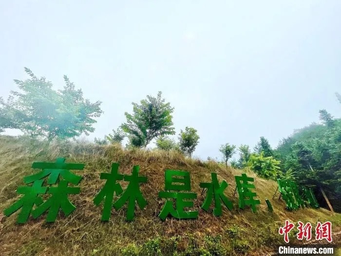 后洋村黄振芳家庭林场一景。　吕巧琴 摄