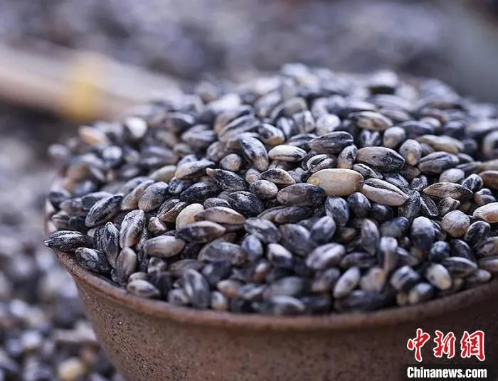 图为青藏高原上的黑青稞。(资料图) 天津援青指挥部供图