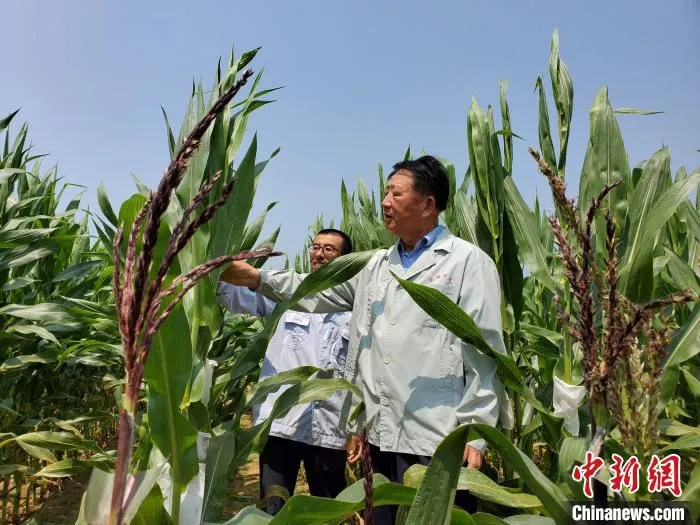 李登海与助手在地里查看玉米生长情况。　记者王晓斌 摄
