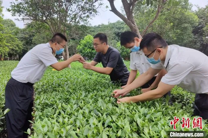 泉州海关关员对出口茶叶备案基地开展监管工作。　纪少艺 摄
