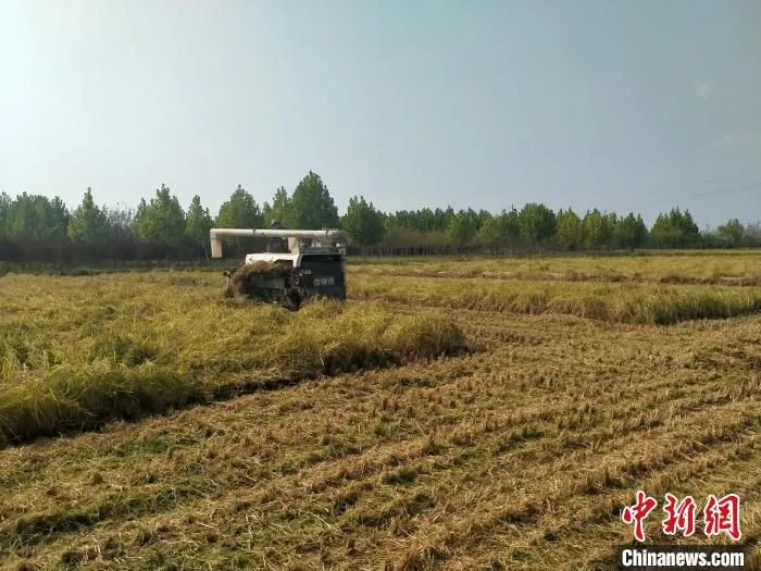 河北北戴河农作物喜获丰收。　葛文娇 　摄