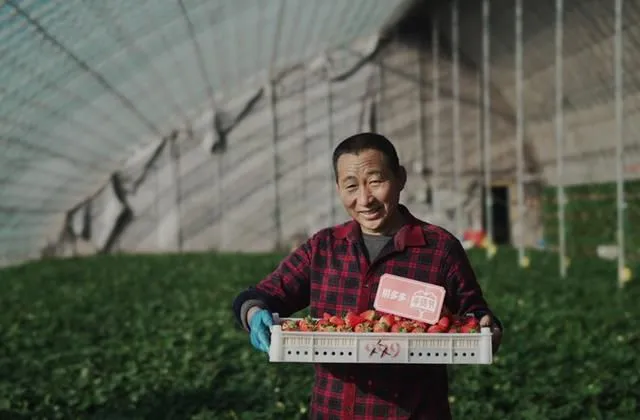 　　丹东草莓不仅成为一二线城市消费者的年货新宠，随着冷链物流的普及和在拼多多等平台购买便利，三四线城市以至乡村消费者的购买比例正快速增加。