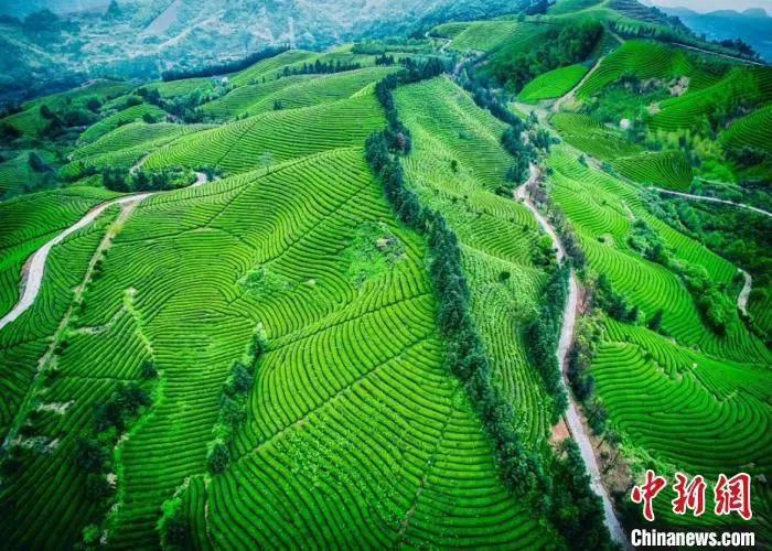 武义县茶园。　何啸江 摄