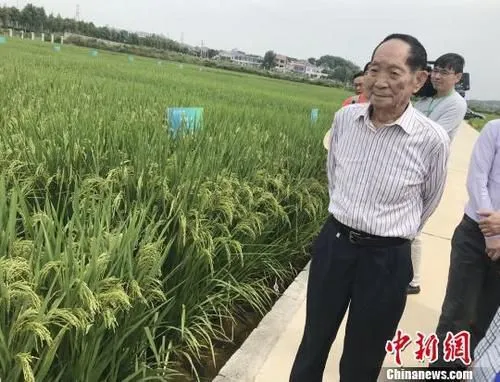 资料图：袁隆平正在田间察看水稻生长情况。　唐小晴 摄
