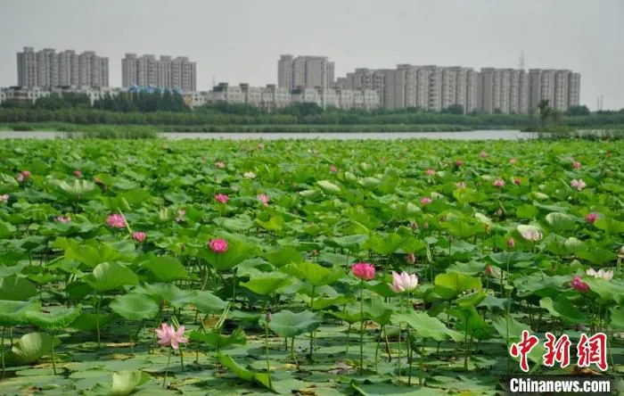 曾经的臭水泡，如今满是荷花。　高龙安 摄