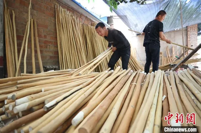 图为一家蜡杆加工厂内，工人们正在对蜡杆按品质进行分类、挑选。　贾珺 摄