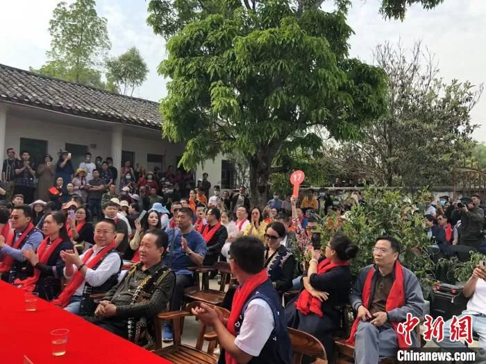 3月28日，云南墨江米地贡茶园茶王树头采鲜叶竞拍吸引众多茶商及普洱茶爱好者参与。　刘丽慧 摄