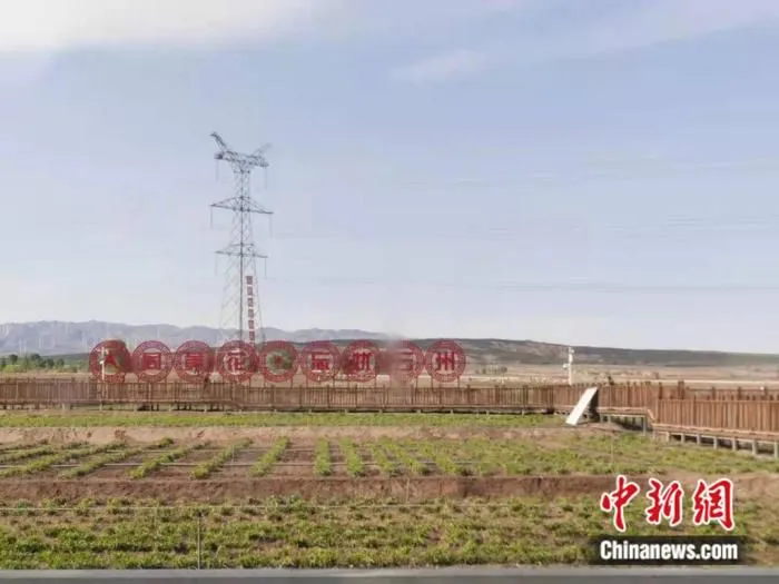 立夏刚过，山西大同云州区有机黄花标准化种植基地，一株株黄花正处于种苗繁育阶段，满目翠色。高雨晴 摄