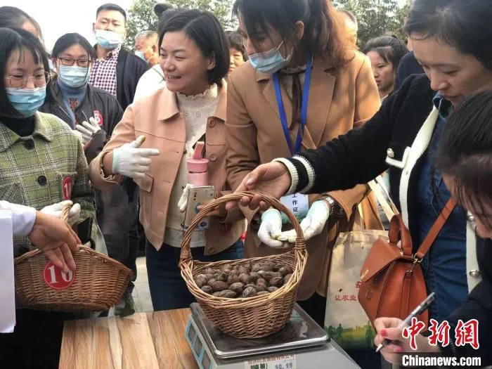 选手们将采摘到得碧根果称重。　刘林 摄
