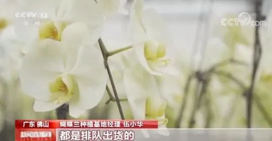 假期消费市场观察 | 两节至 年味浓 鲜花扮靓城乡生活