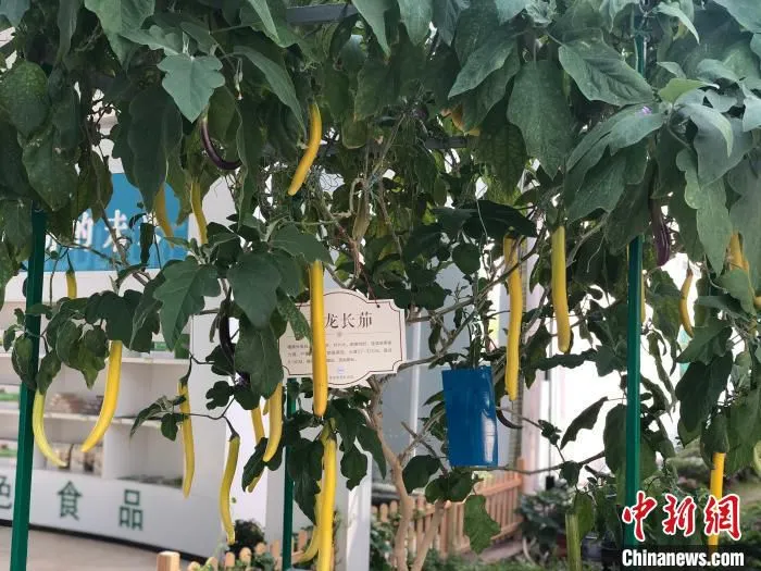 “黄金茄子树”不仅可以作为观赏树，结的茄子还可以食用。　刘林 摄