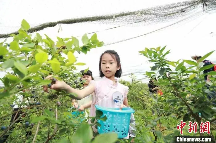游客在蓝莓产业园采撷、尝鲜。　吴玲慧 摄