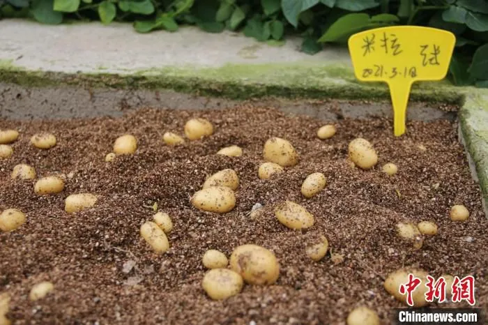 脱毒种薯。　袁子寒 摄