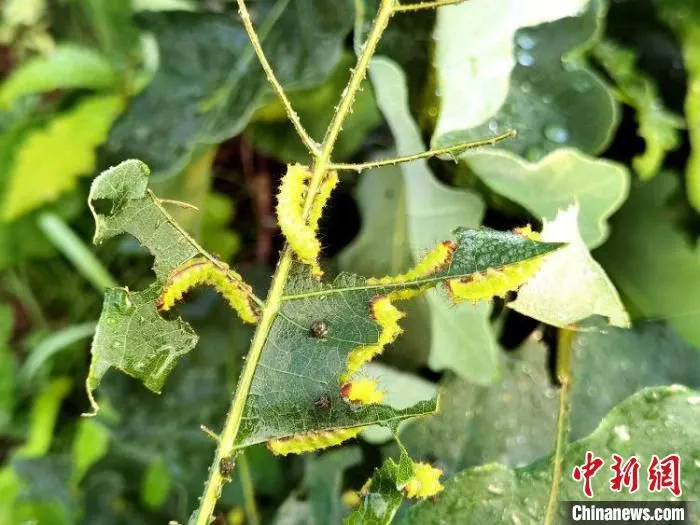 图为柞蚕“宝宝”收蚁上山。　李刚 摄