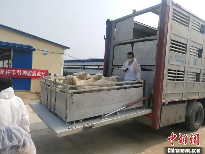 图为引进的澳大利亚种羊。　企业供图