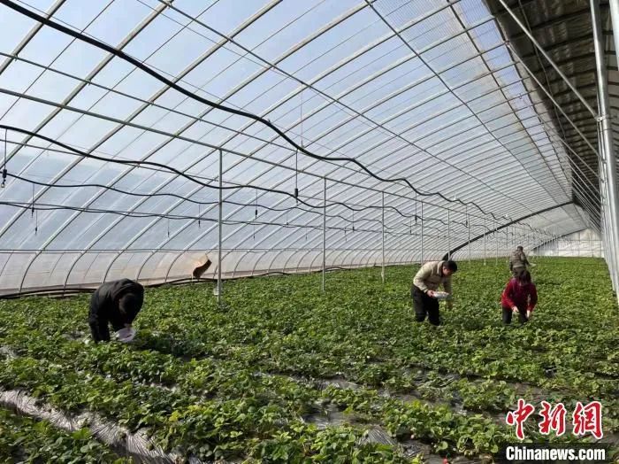 走进山西鑫熬兴综合农业开发有限公司的日光暖棚里，一颗颗红艳动人的草莓，在绿叶映衬下，让人垂涎欲滴。　潞城区融媒体中心供图