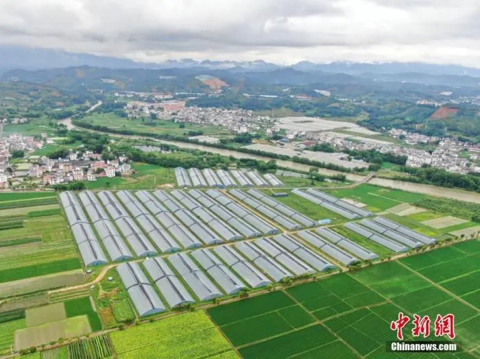 资料图为6月8日，航拍江西赣州安远县的一处大棚蔬菜基地。(无人机照片) 中新社记者 刘力鑫 摄