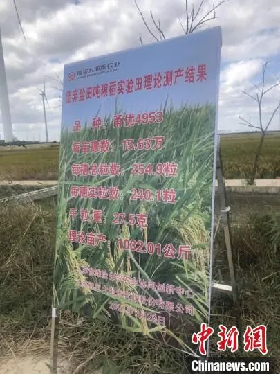 废弃盐田吨粮稻理论测产结果牌。　于从文 摄