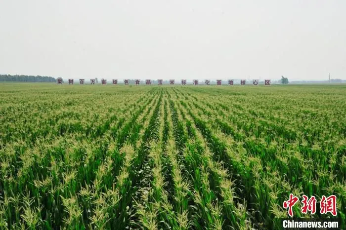 梨树县国家百万亩绿色食品原料(玉米)标准化生产基地核心区。　高龙安 摄