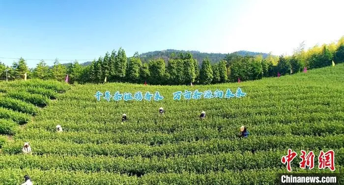 浙江天台石梁镇茶园风光 余丹华 摄