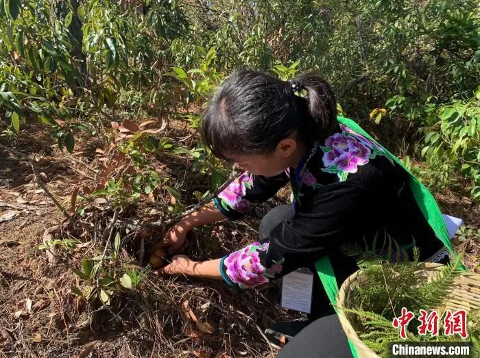 图为彝族村民正在采摘松茸。　熊佳欣 摄