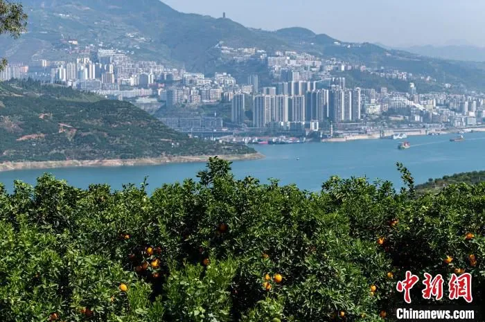 图为长江奉节段两岸的橘林。　何蓬磊 摄