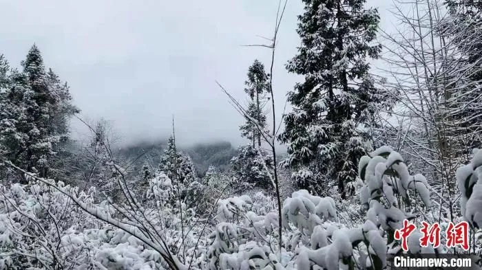 图为冰天雪地的重庆市石柱县冷水镇。　苟应松 摄