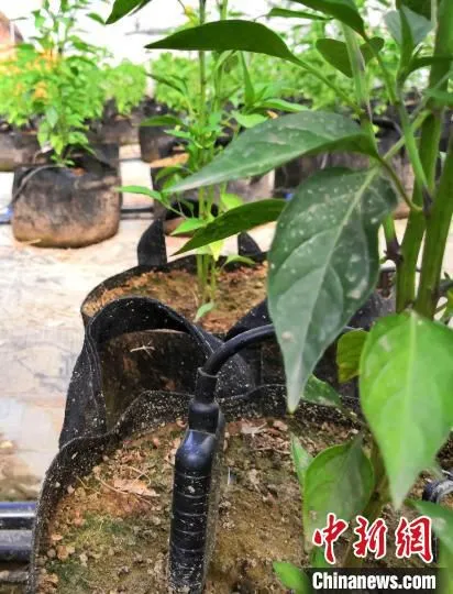 传感器用来感知辣椒根系所需的水量和所需的营养成分。　史玉江 摄