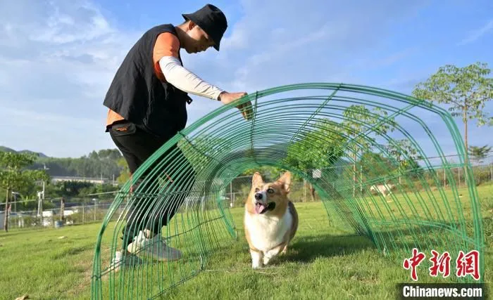 资料图：训犬师正在进行训练。 俞靖 摄