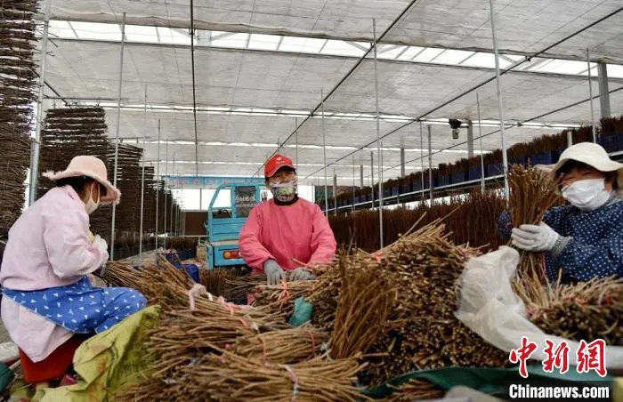 春分时节，518国道大沙河桥头的金蝉孵化基地里，蝉农们整理枝条准备孵化金蝉。　朱志庚 摄
