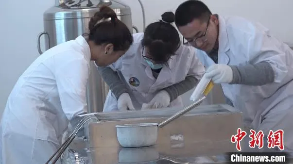 图为内蒙古一家科技企业内，工作人员正在对提取的种公牛冻精进行处理。　马知远 摄