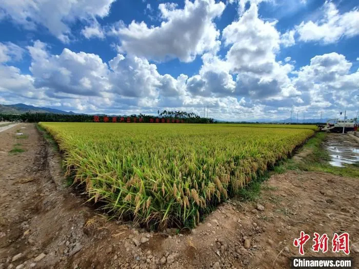 三亚市崖州区(坝头)南繁公共试验基地的“杂交水稻双季亩产3000斤试验示范”项目的田洋。　记者王晓斌 摄